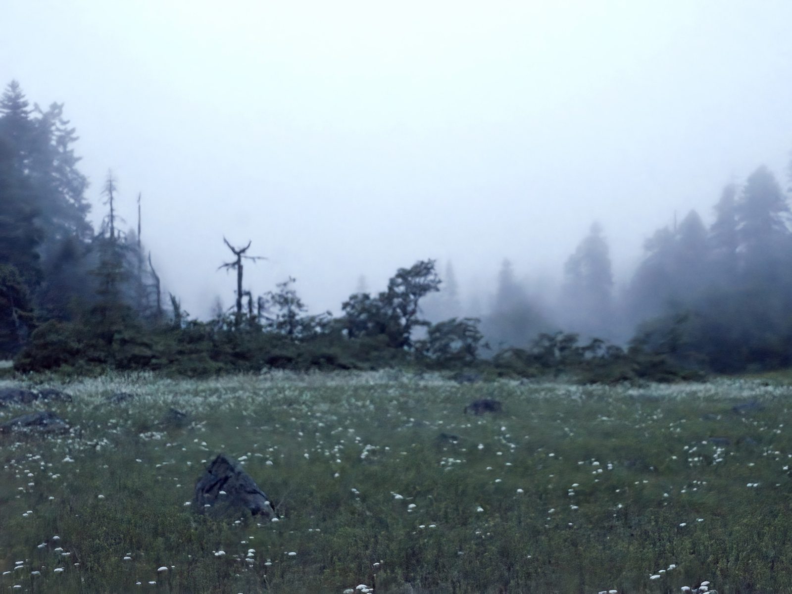 Dense Fog, Cascade-Siskiyou National Monument, Jackson County, Oregon