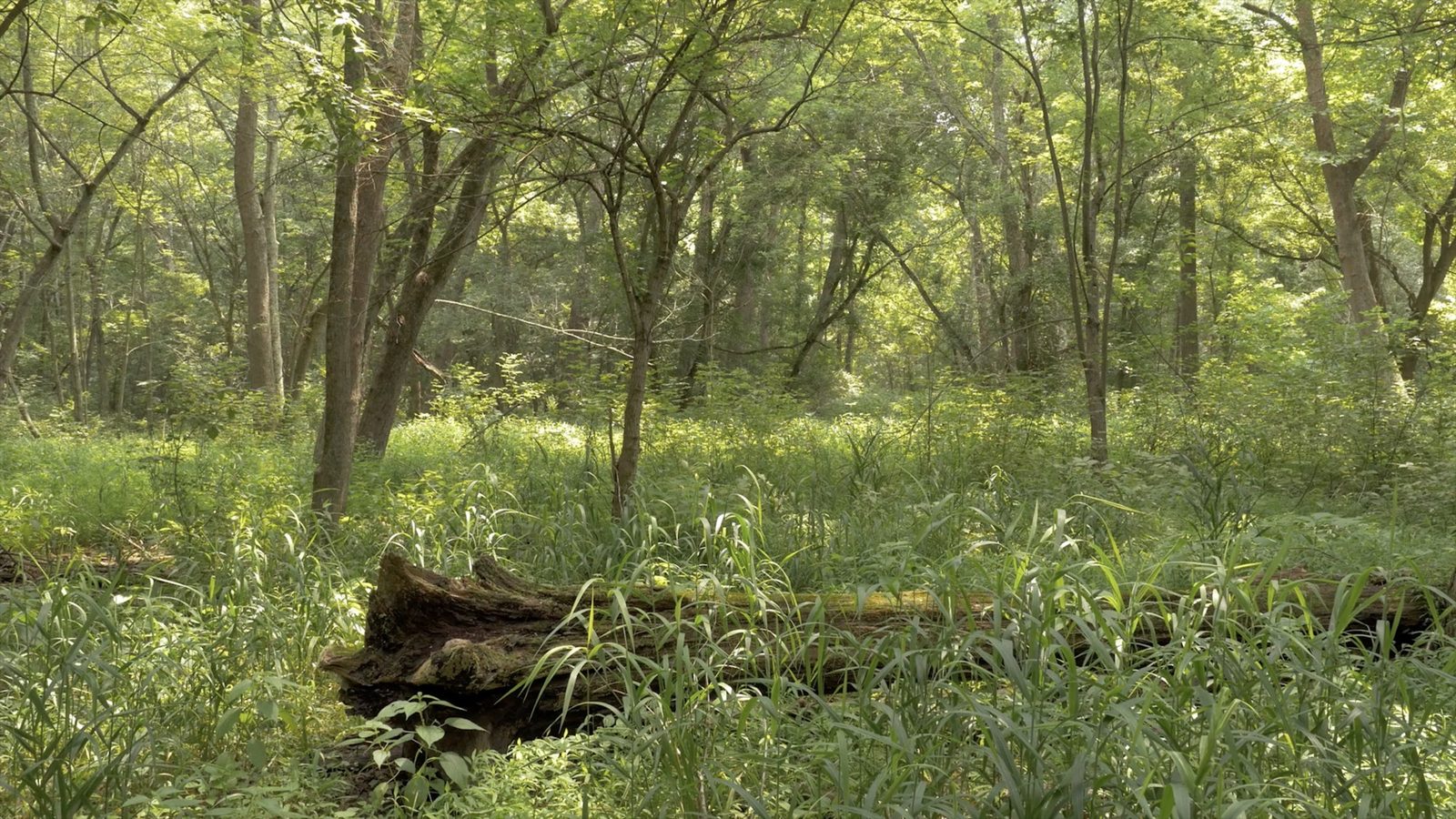 Griffy Lake Nature Preserve, Monroe County, Indiana, July 4, 2015