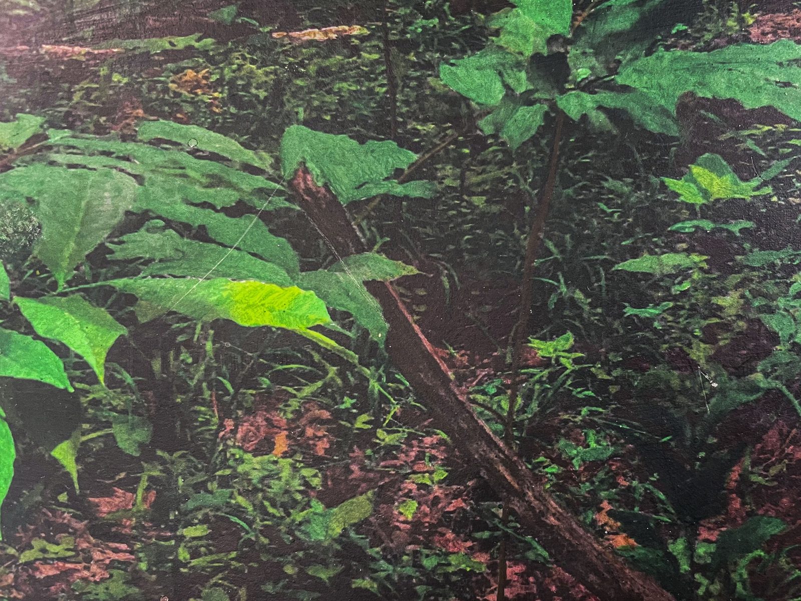 Near Indiana Creek, detail 3
