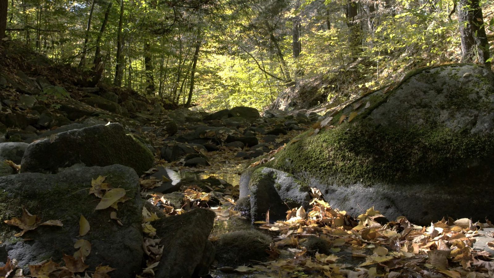 New Nature, Balsam Lake Mountain Wild Forest, Ulster County, New York, October 15, 2016